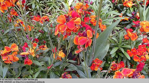 2022-VALIANT-LADY-041006