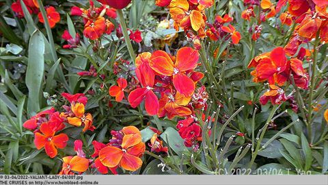2022-VALIANT-LADY-041007